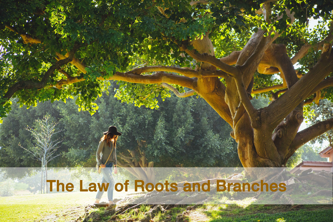 The Law of Roots and Branches